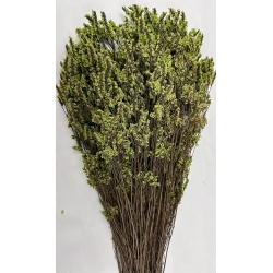 Preserved Limonium Green 4.5oz.